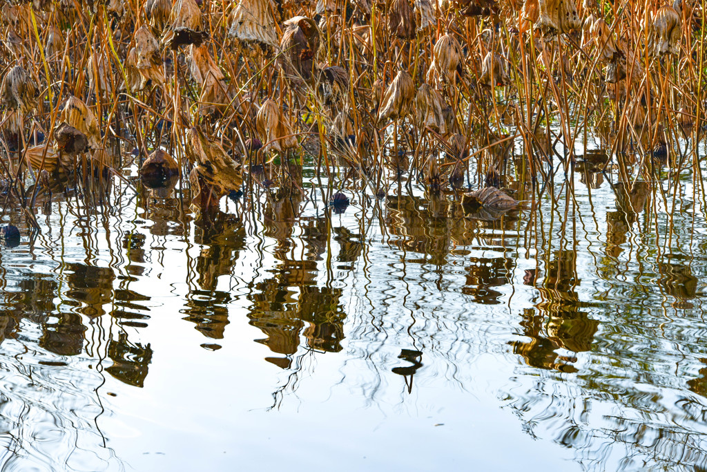 枯れ行く蓮池