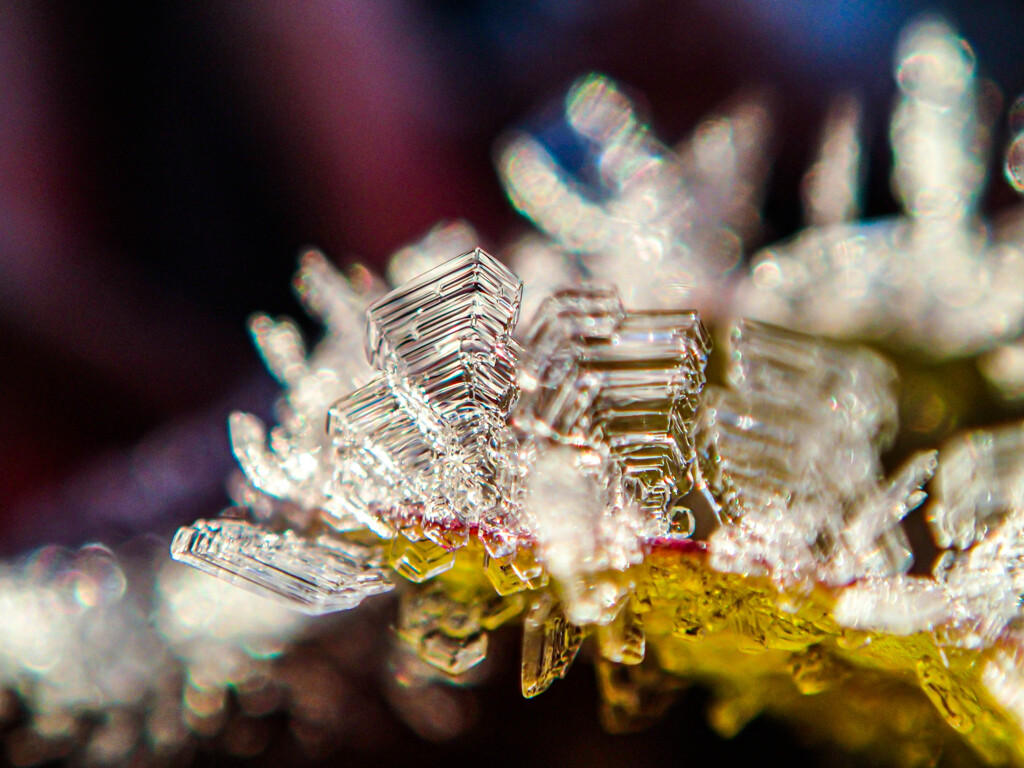 霜の結晶