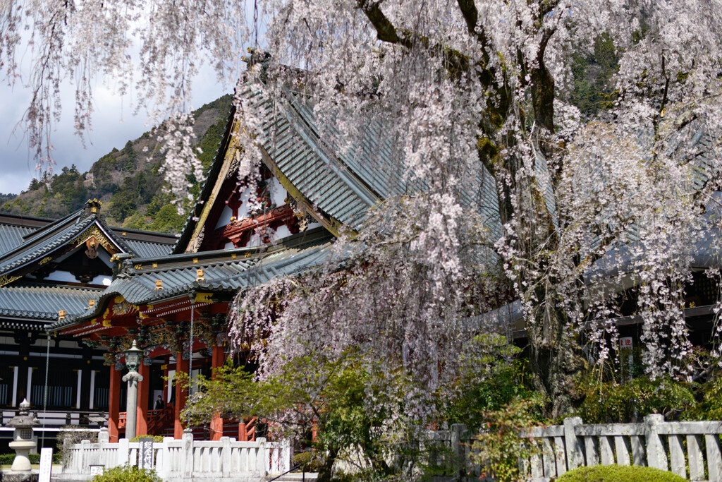 身延山久遠寺　枝垂桜