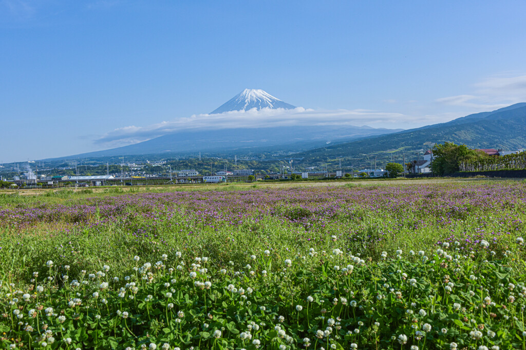 レンゲと富士山