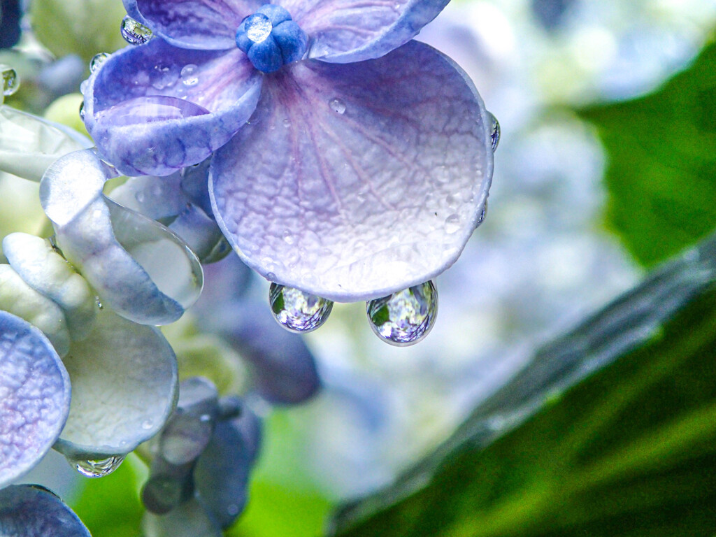 梅雨楽しい