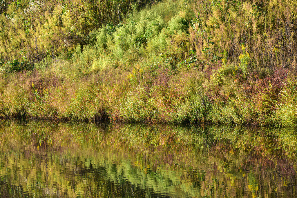 雑草も秋の賑わい