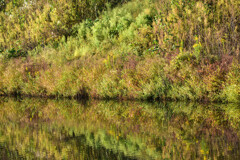 雑草も秋の賑わい