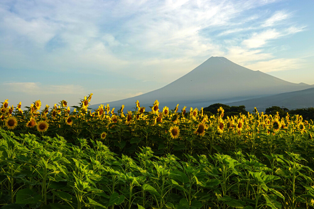 富士山と向日葵