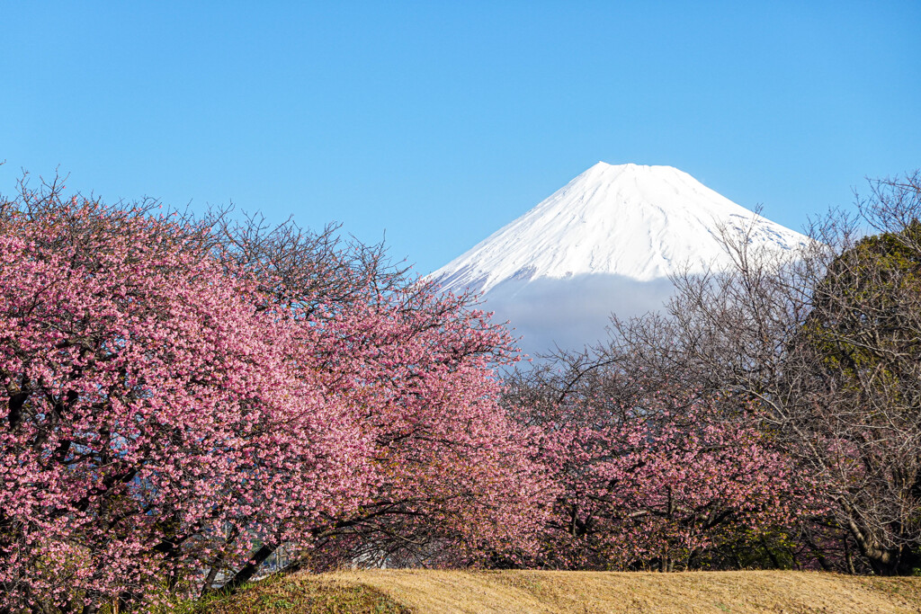 桜と富士山