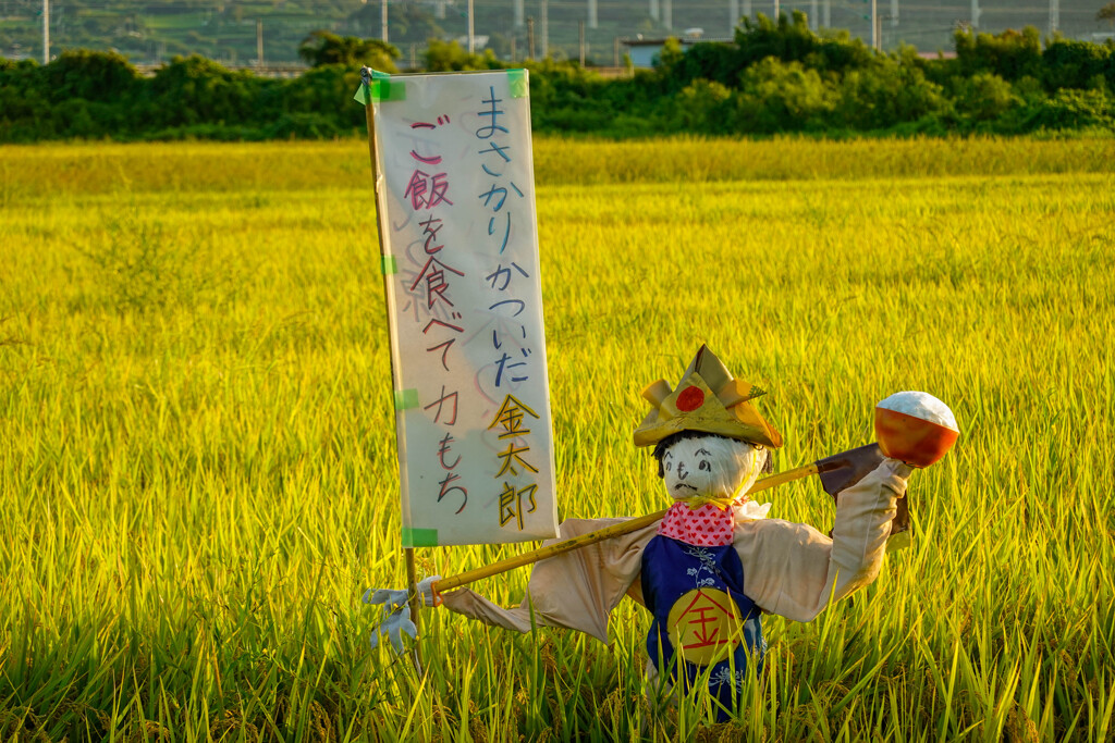 愉快な田んぼ