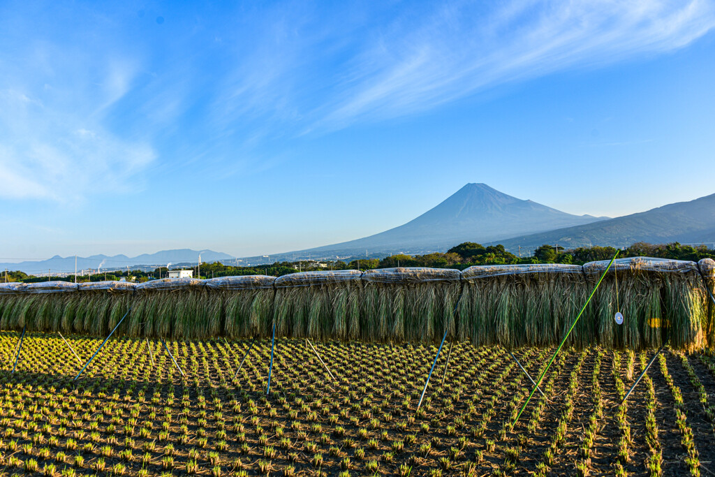 稲刈り後と富士山