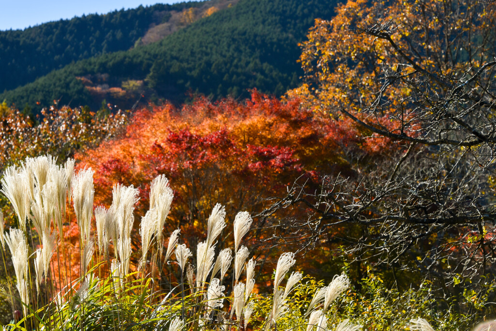 ススキと紅葉