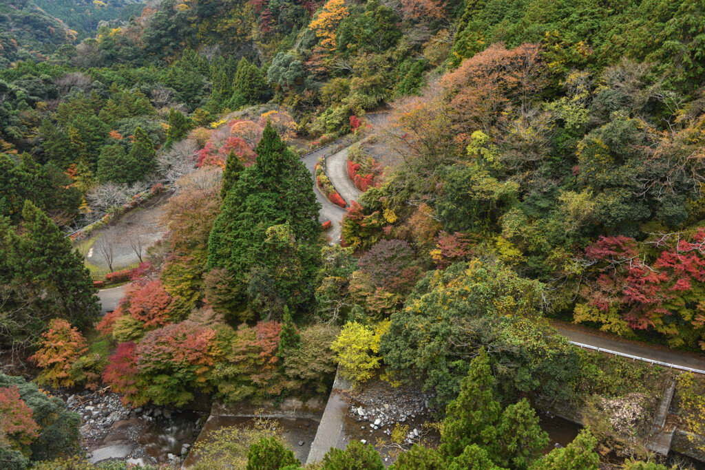 橋の上から見た紅葉