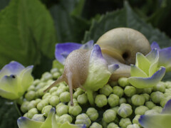 カタツムリと紫陽花