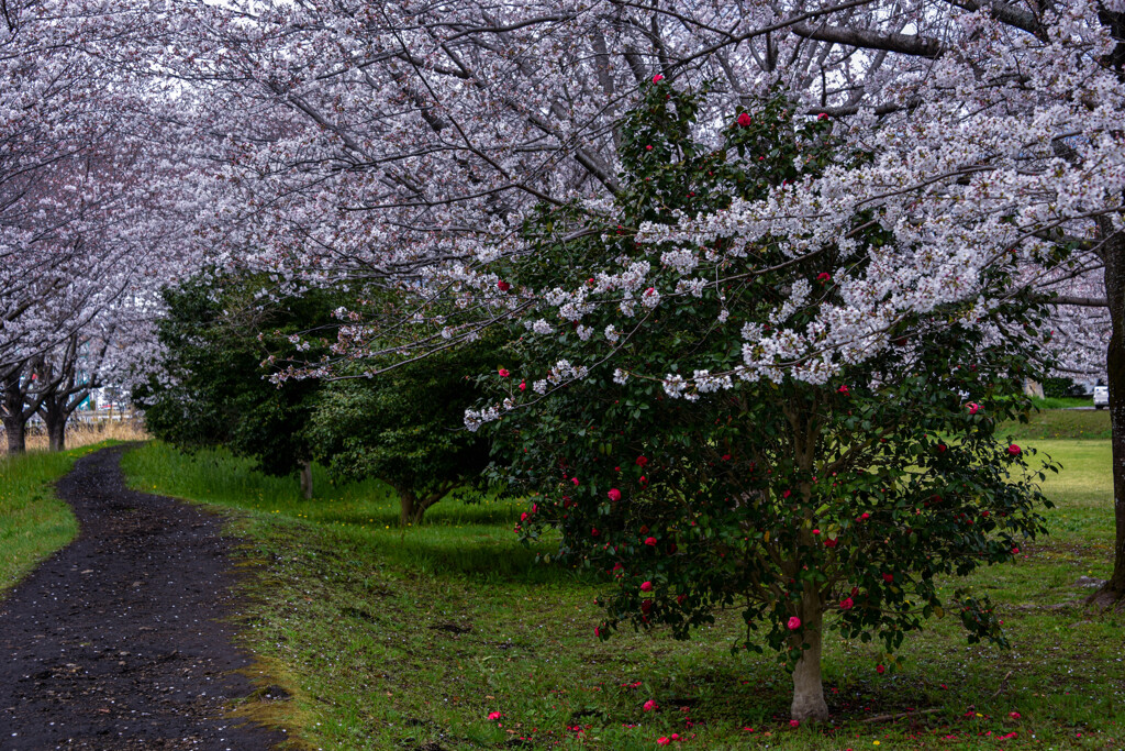 桜と椿
