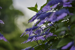 紫陽花