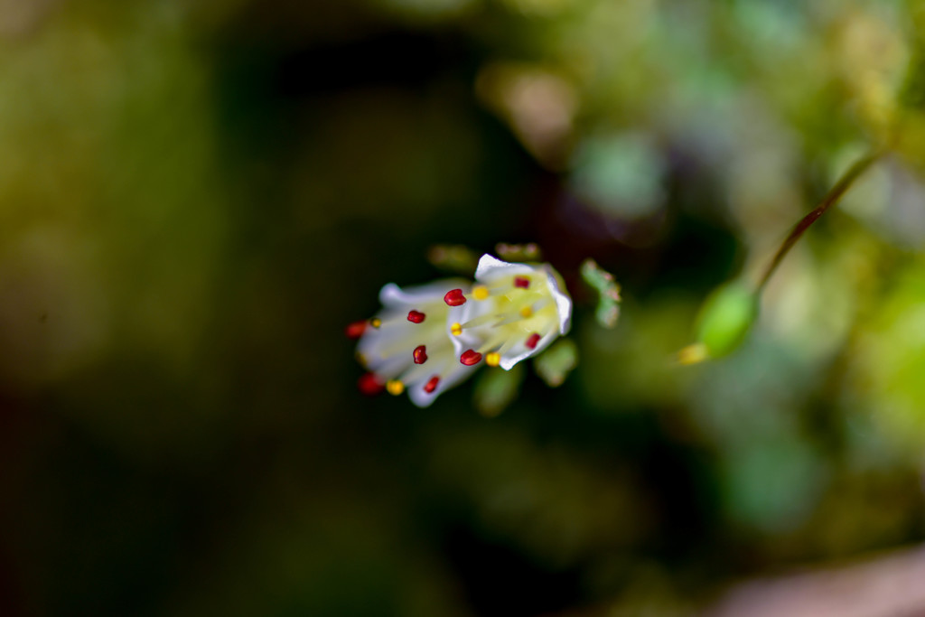 ひっそりと咲く