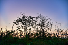 夜明けのシルエット