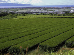 茶畑と遠くの風景