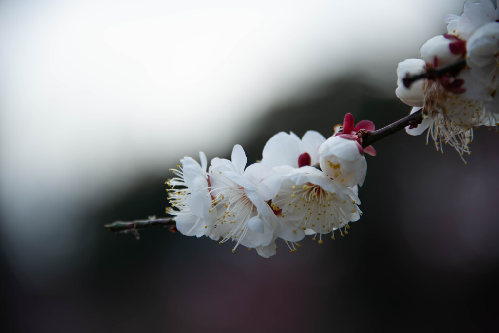白梅１