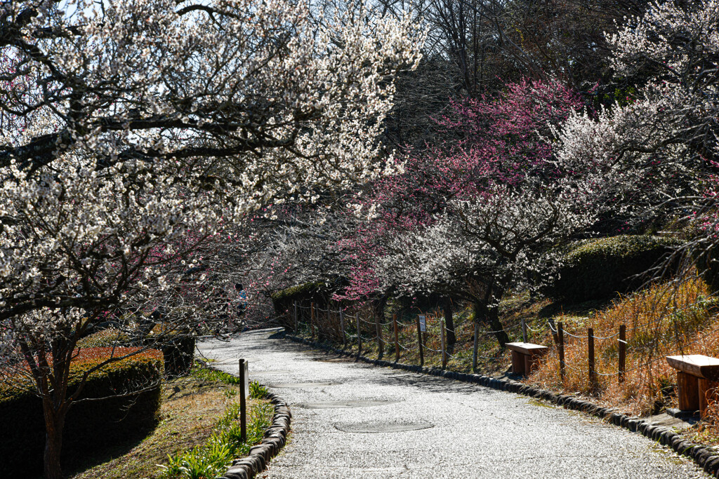 岩本山公園