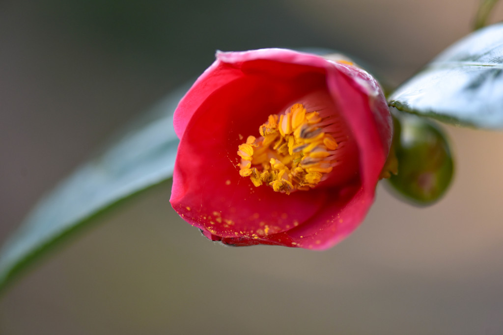 花粉でお洒落して