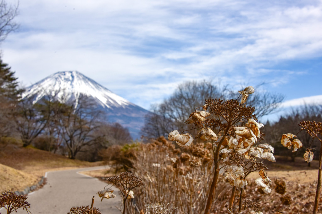 枯れ色もあと少し