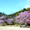 ｲｽﾞﾉｵﾄﾞﾘｺ