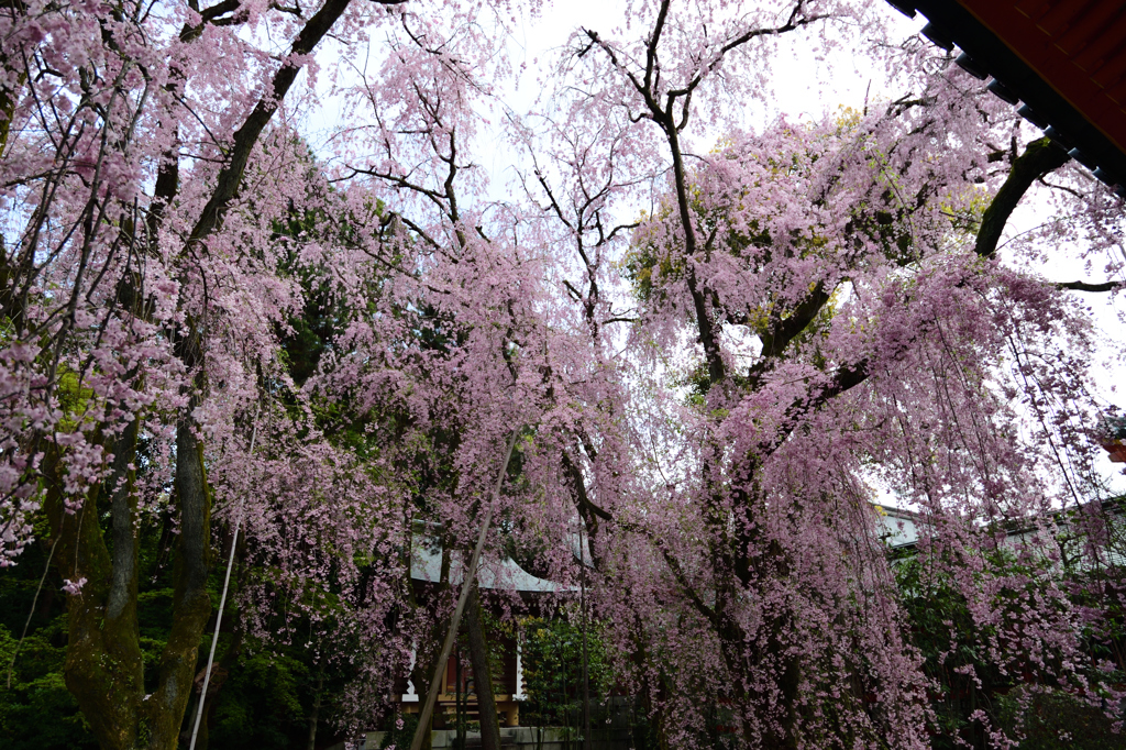 古都の残影　八重紅枝垂桜2