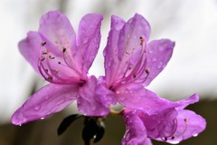 岩ツツジ　雨の中で開花