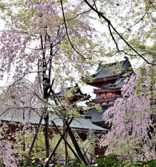 サクラ　