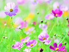 2016verコスモス そよ風