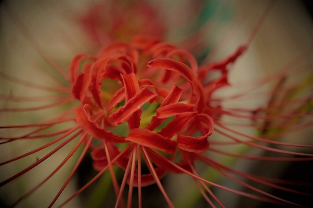 彼岸花1