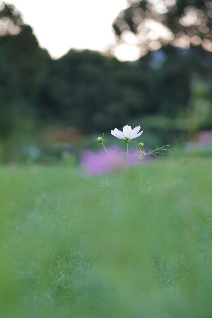 ポツンと秋桜