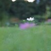 ポツンと秋桜