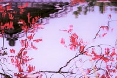 友泉亭～最も遅い紅葉