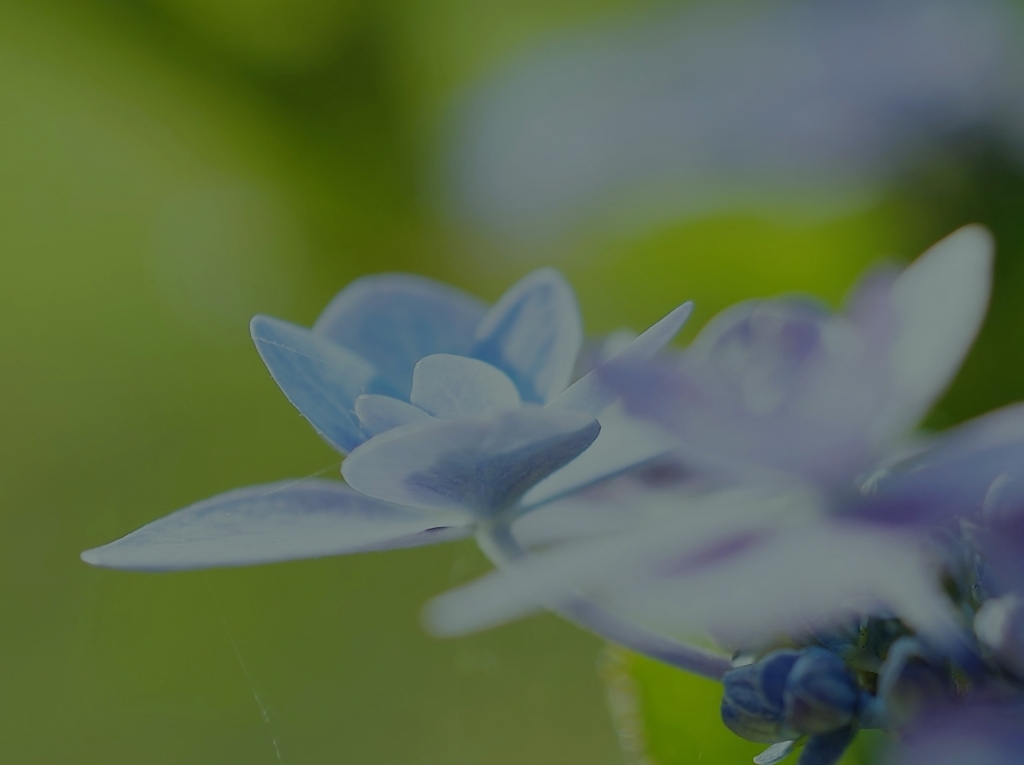 紫陽花2