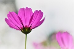 秋桜３
