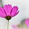 秋桜３
