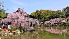 古都の残影　八重紅枝垂桜7