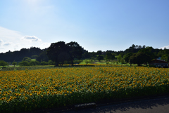 夏、、向日葵満開