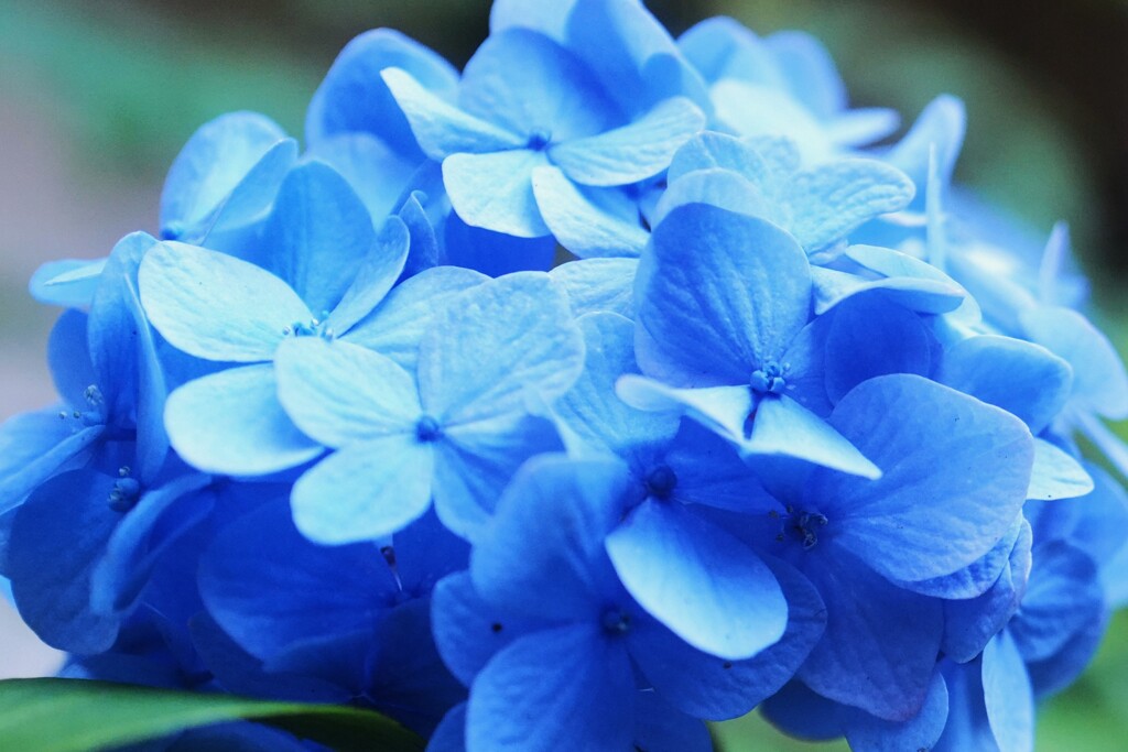 紫陽花