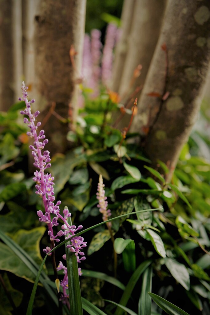 玄関先の植物達