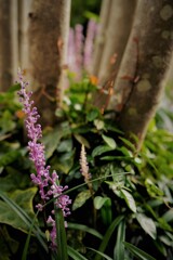 玄関先の植物達