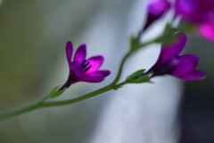 雨にも負けず、風にも負けず、