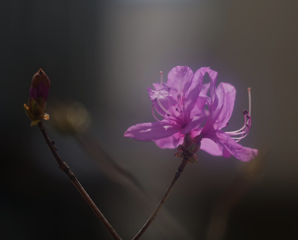 イワツツジ　花と莟