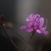 イワツツジ　花と莟