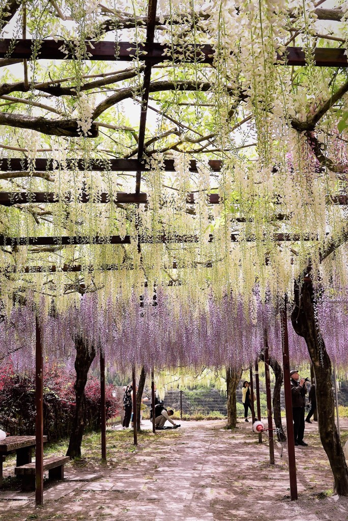 藤回廊