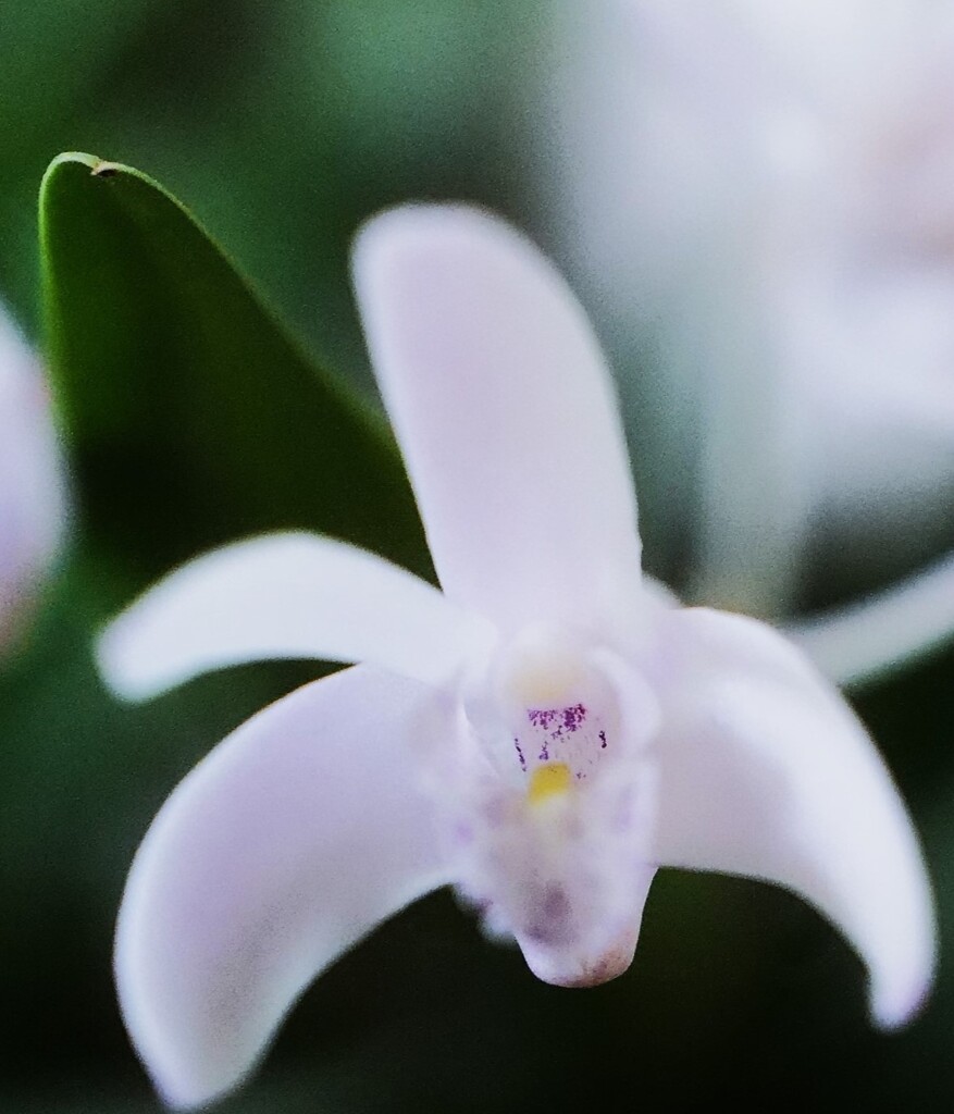 白い花 2