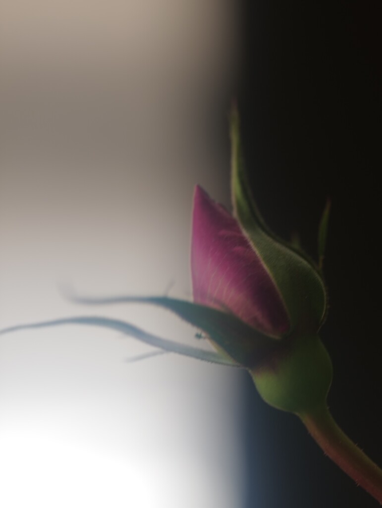 薔薇の想い