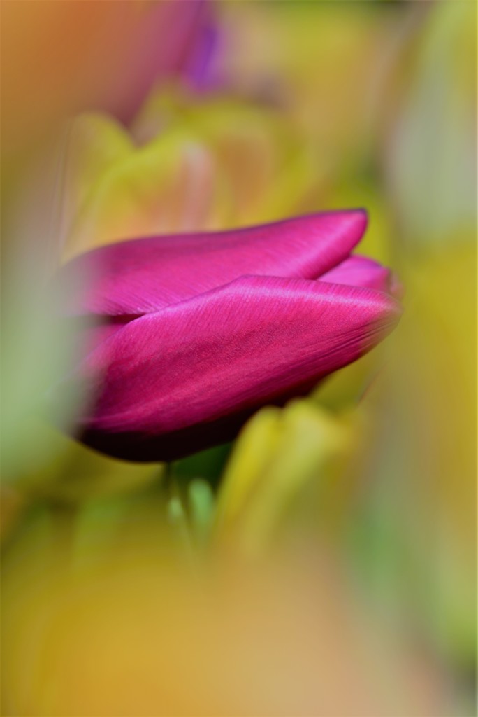 チューリップ～大変失礼