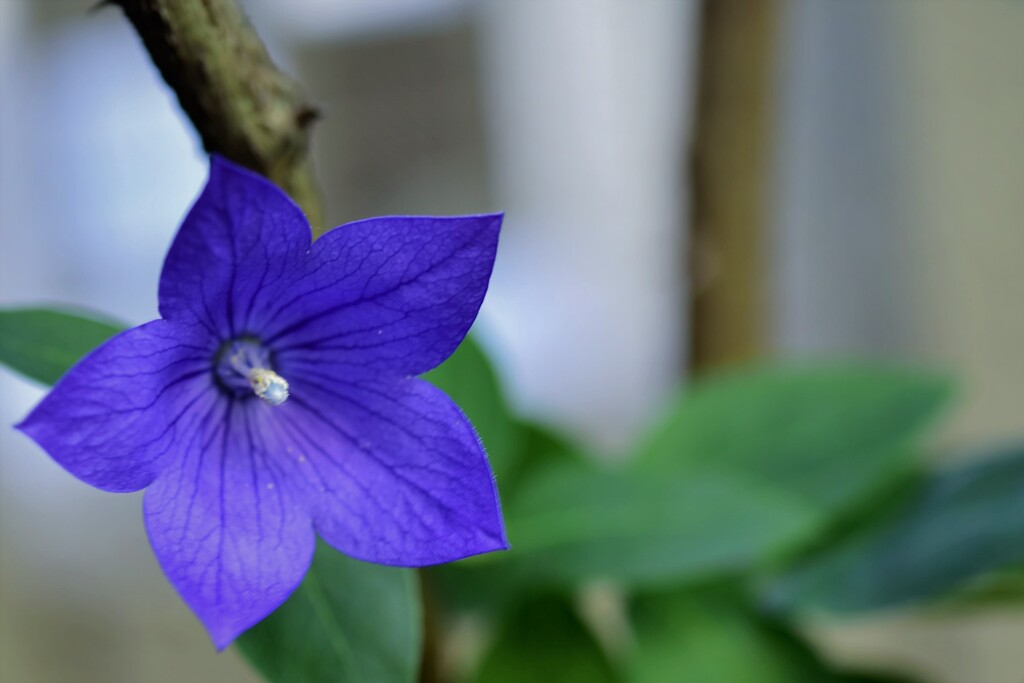 庭先のキキョウ