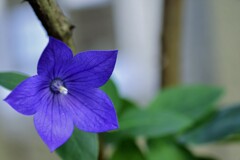 庭先のキキョウ