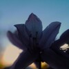 日の出と花影